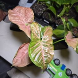 🌿 Syngonium Strawberry