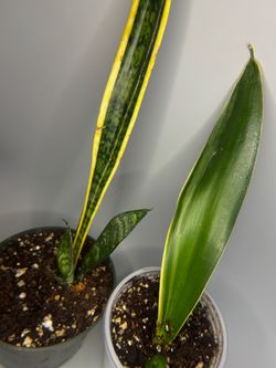Two different snake plants