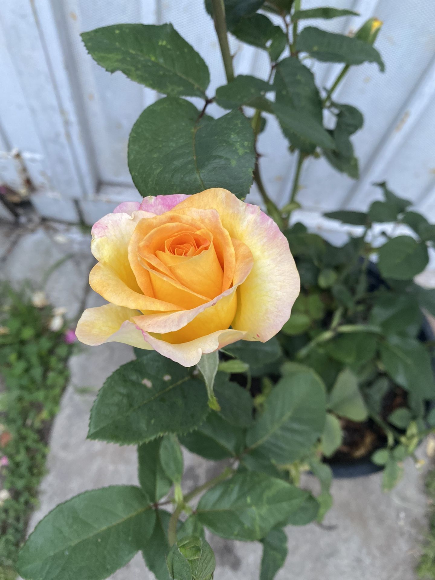 Gold Medal Rose Bush Plant, In 5 Gallóns Pot Pick Up Only
