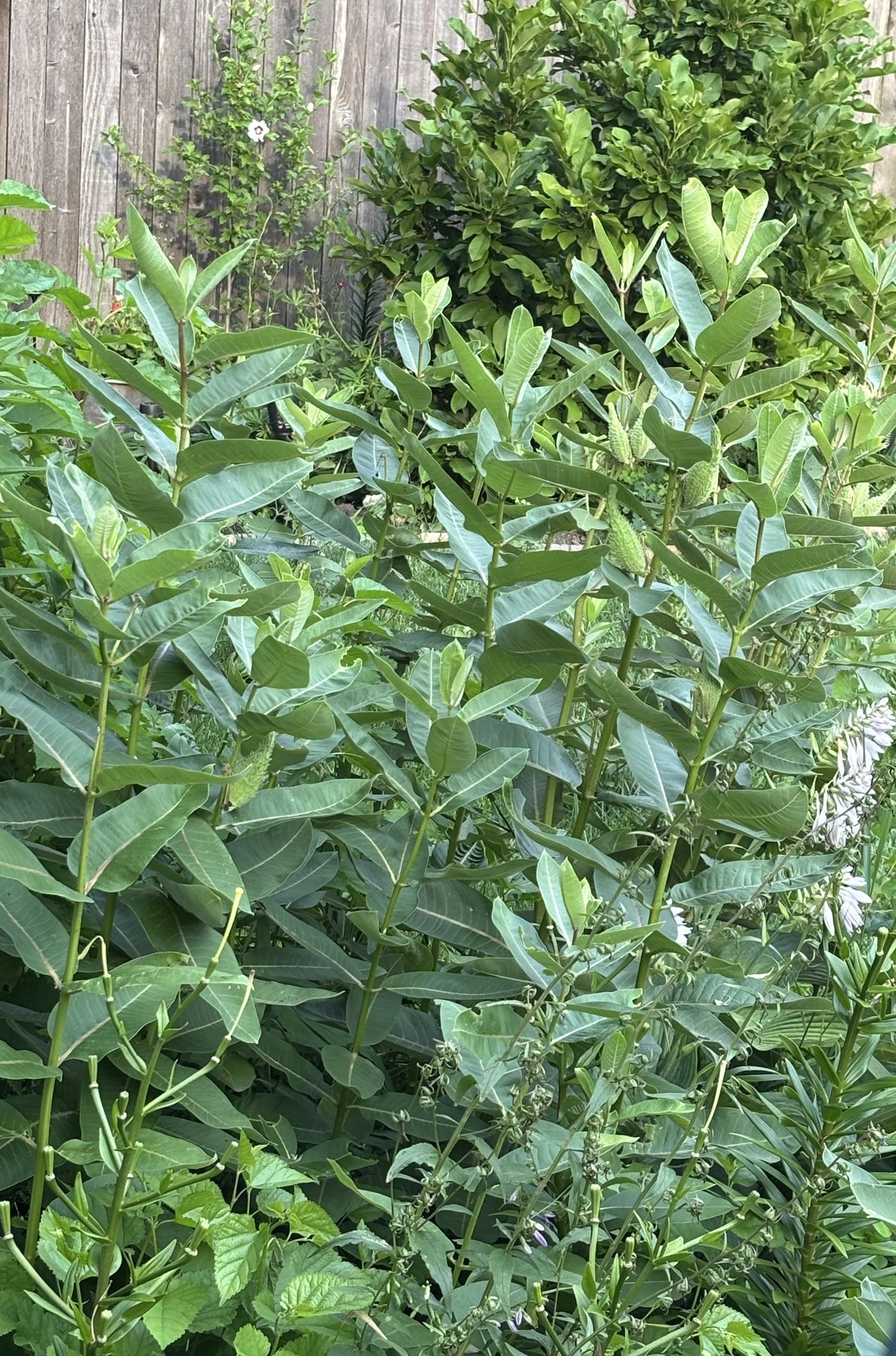 Large Common Milkweed Plants🌱Scroll Down For Complete Details🌱