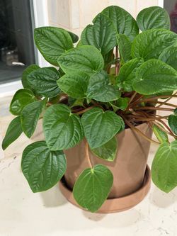 Peperomia plant healthy thriving growing in terracotta pot planter