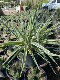 Dianella Varigated 5gallon