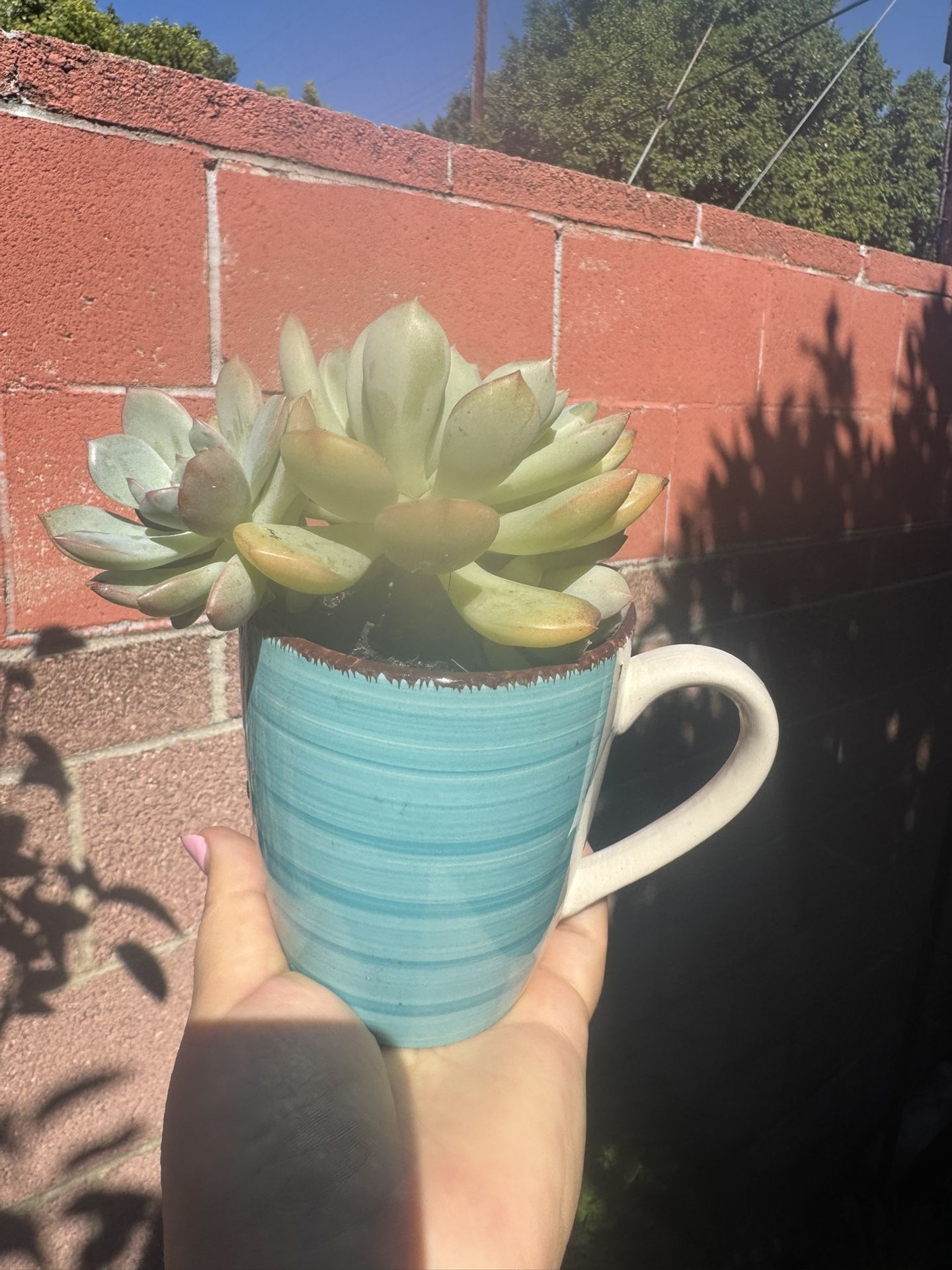 Beautiful Succulent 