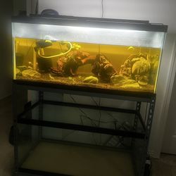40 Gallon fish tank Setup // Open To Part Out