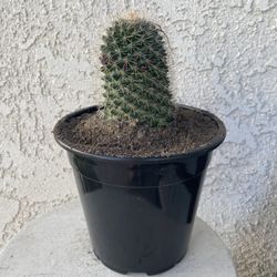 1.5 Gallon Pot Cactus Plant - Mammillaria Hahniana - Old-Lady Pincushion - Live Cacti - Rooted & Established - Drought Resistant - 🌵 
