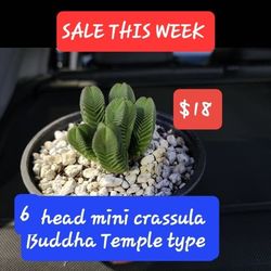 PLANT SALE THIS WEEK AND SUNDAY TOO IN SAN LORENZO.☆☆over 1000 