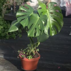 $15 Monstera plant