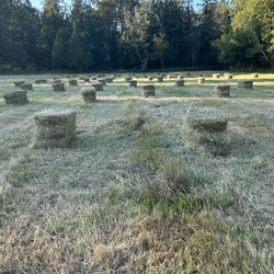 Beautiful Local Grass Hay
