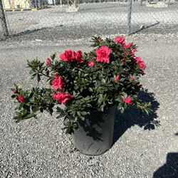 Azalea Bush
