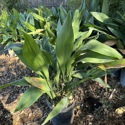 aspidistra