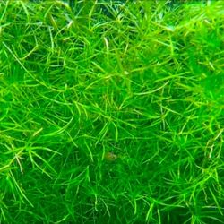Najas Guppy Grass - Najas Guadalupensis Fish Tank Aquarium Freshwater Plant