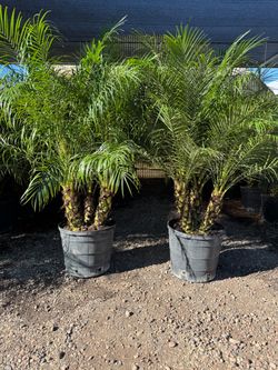 Large 15gal Pygmy palms