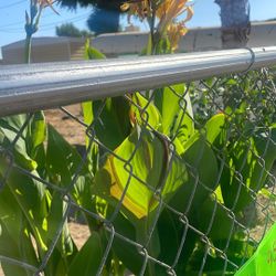 Plants 