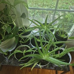 Aloe $1-$7