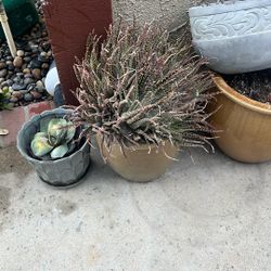 Pots 