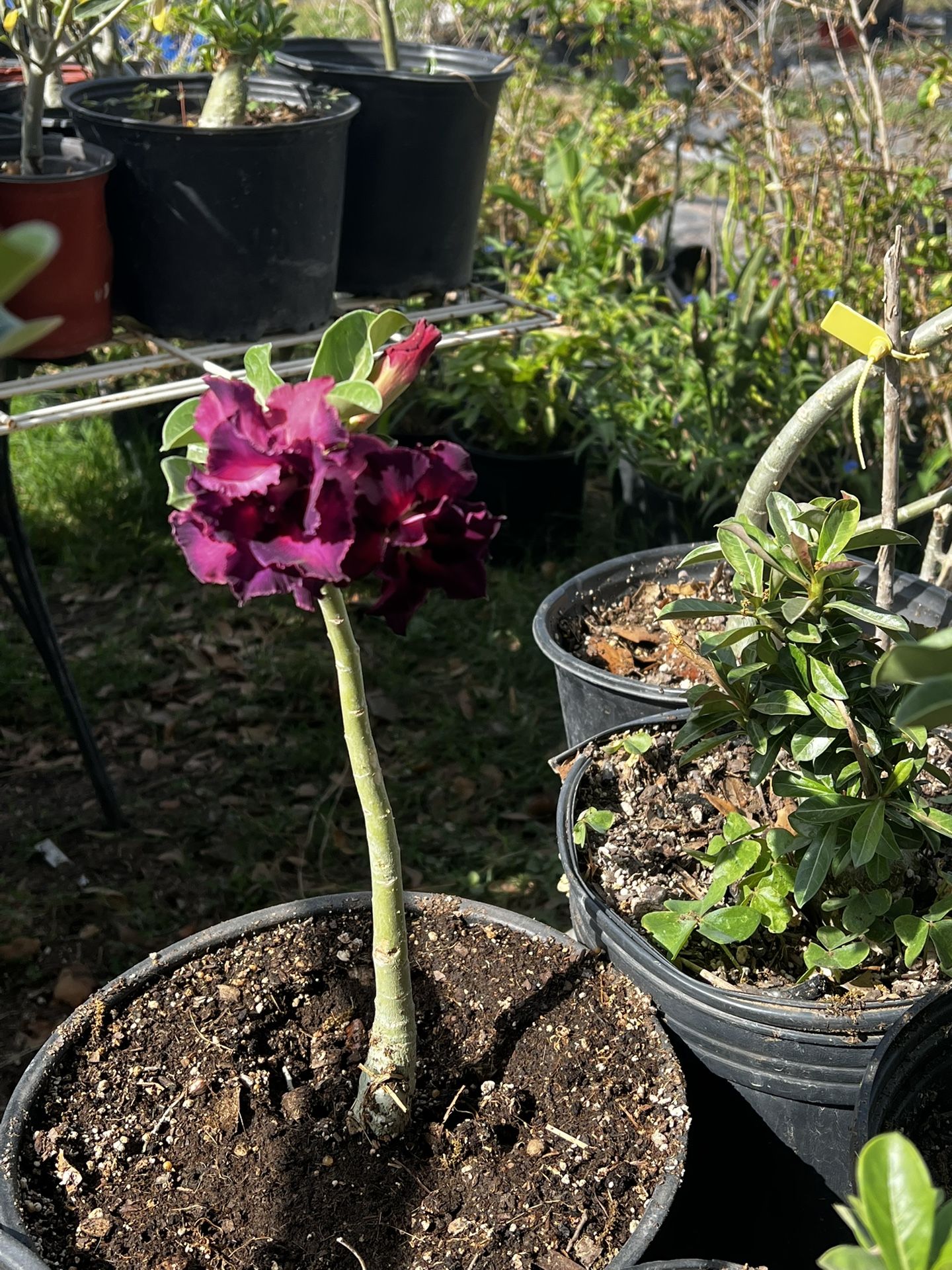 Flor De Desierto