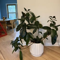 Rubber Plant Comes with a pot