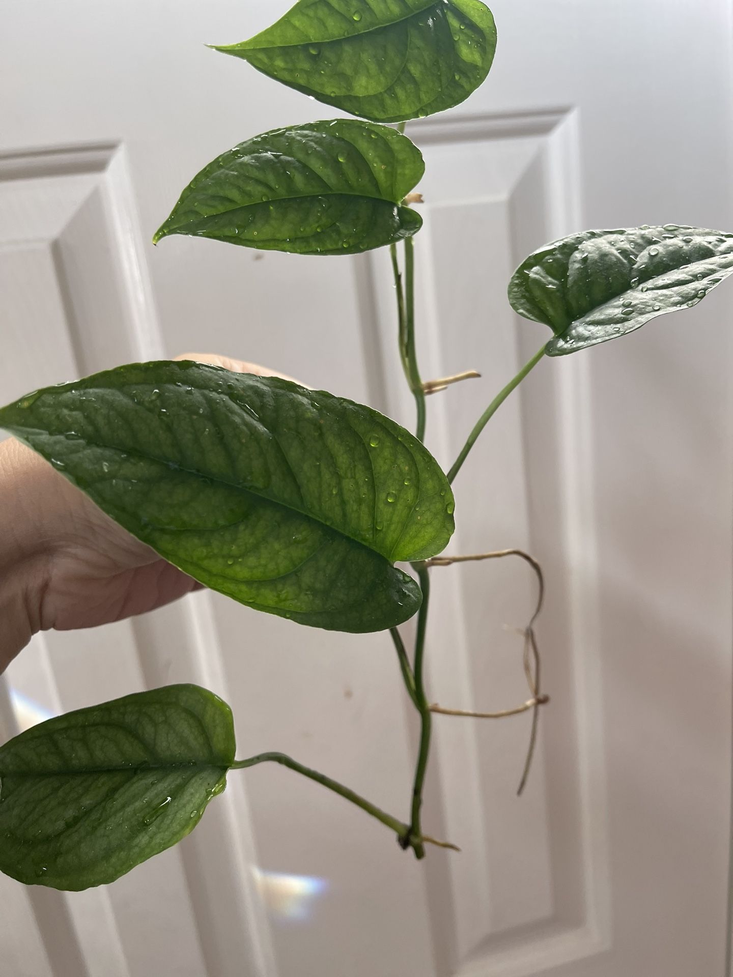 Monstera Siltipecana Plant CUTTING- Active Roots