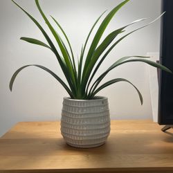 Large Healthy Clivia Miniata W/ Ceramic Pot