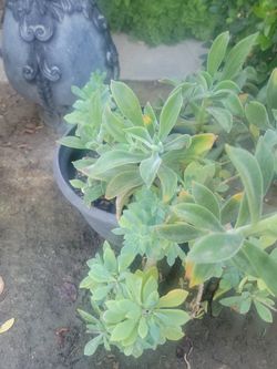 3 Varieties Of Succulents In A Pot.