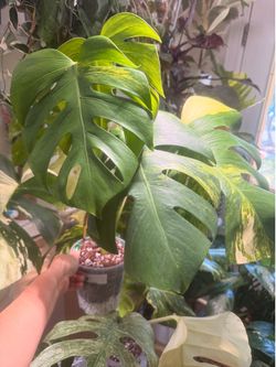 Monstera Aurea Mature Form