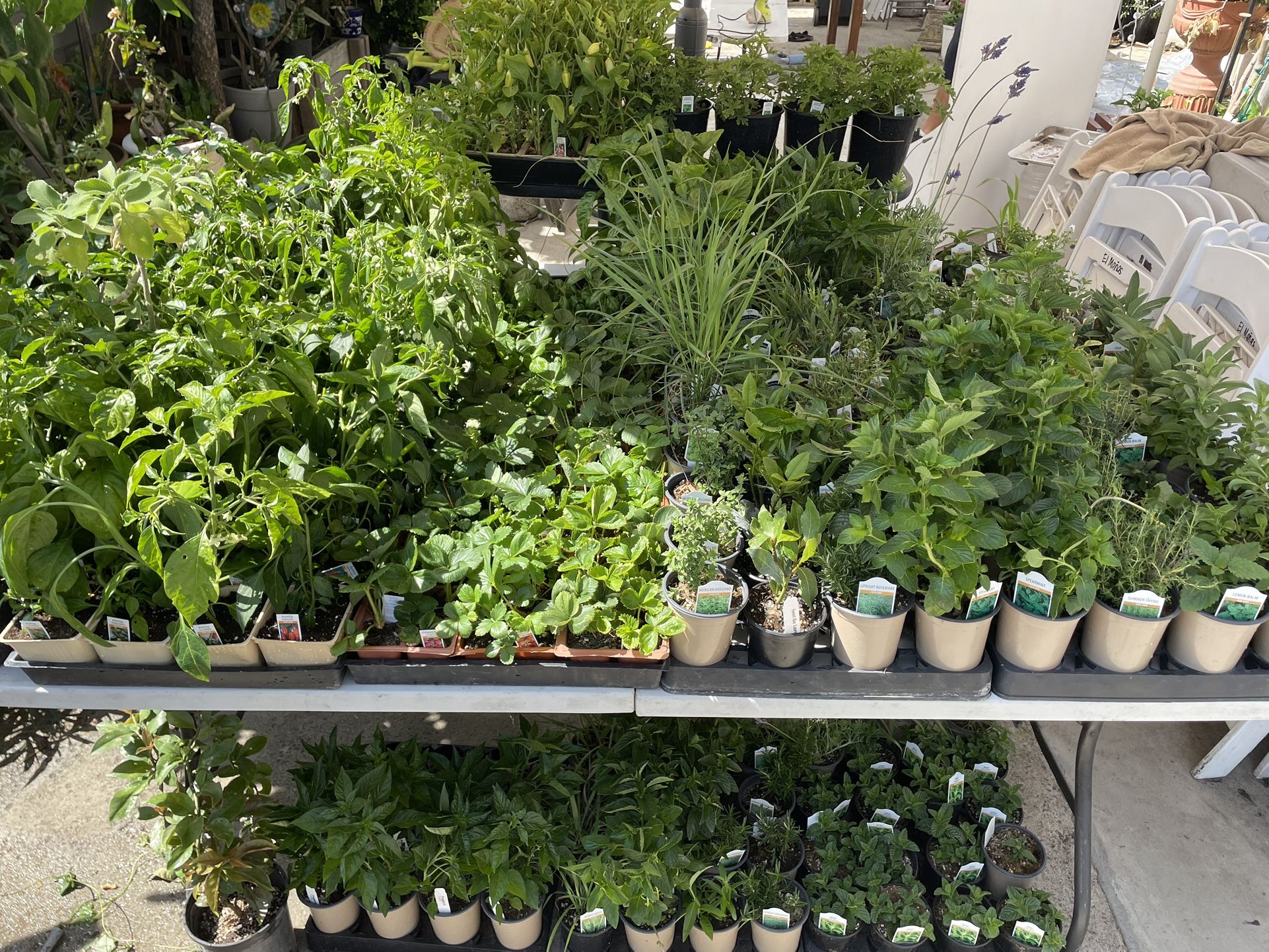Herd Plants And Chili Plants