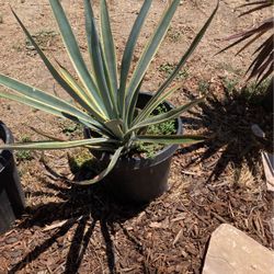 Plants