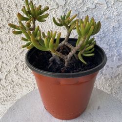 6 Inch Pot Succulent Plant - Crassula Ovata  Druce - Gollum Jade - Rooted & Established - Drought Resistant 🪴