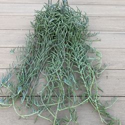 Huge & Long String Of Hooks Plant, live succulent plant. coming in a 6” nursery pot