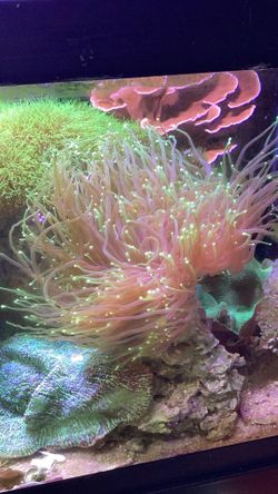 Fake Coral Decoration