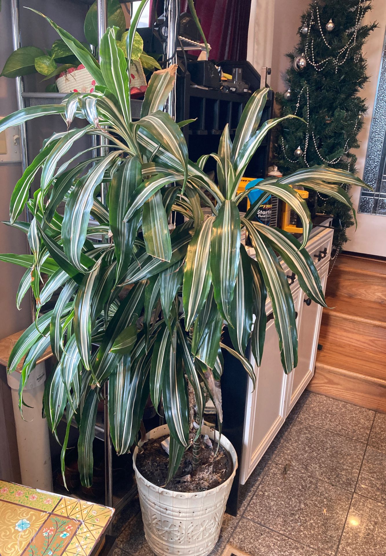 Beautiful indoor real plant almost 5 ft tall in white decorative pot