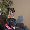 Great Dane Guy