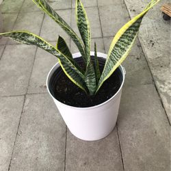 Snake Plant  Lengua De Suegra