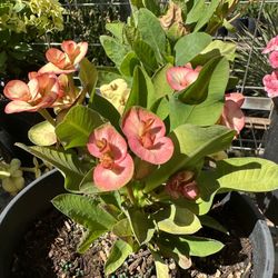 Special Euphorbia Crown Of Thorns