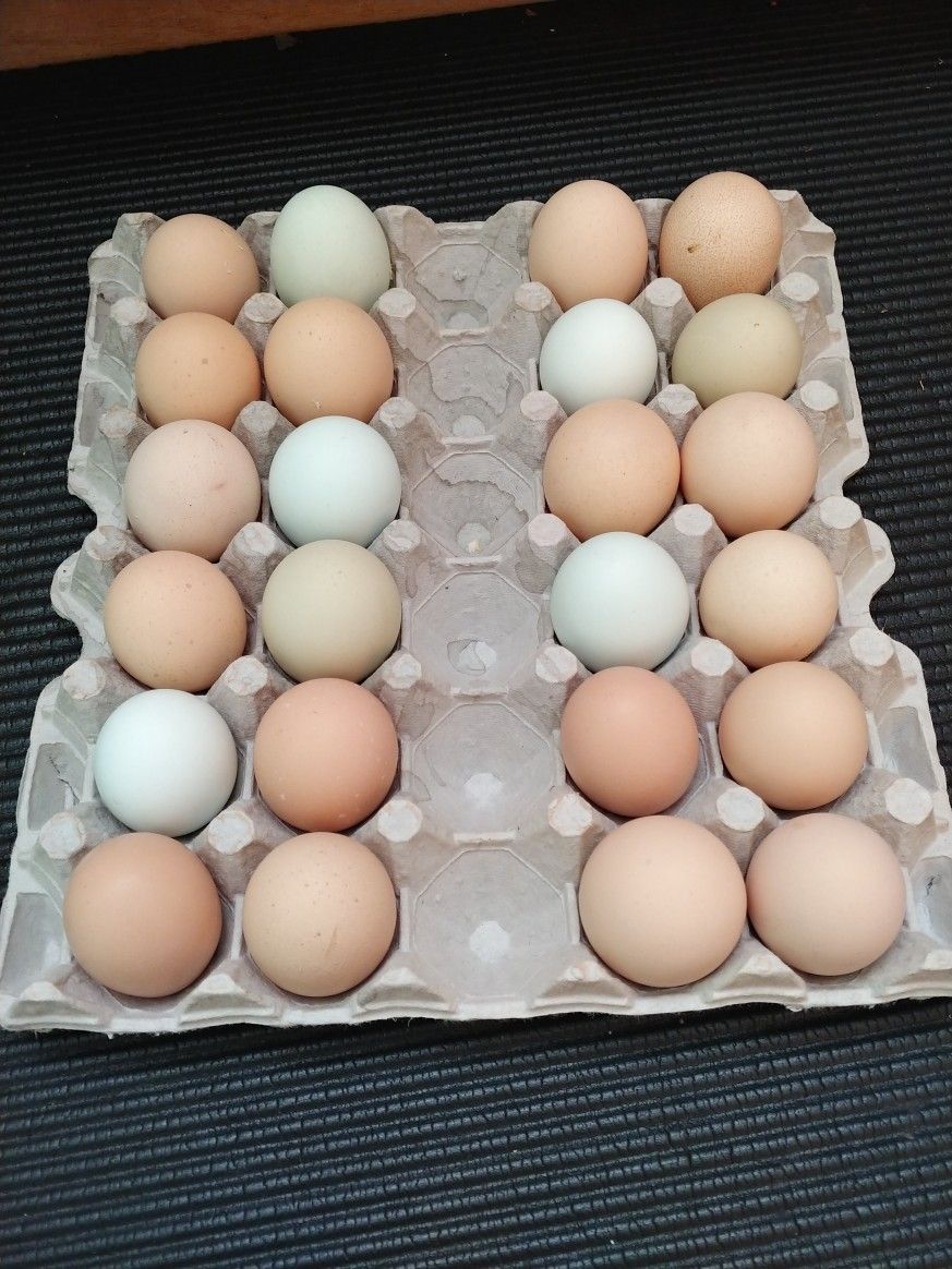 Chicken and Quail Eggs