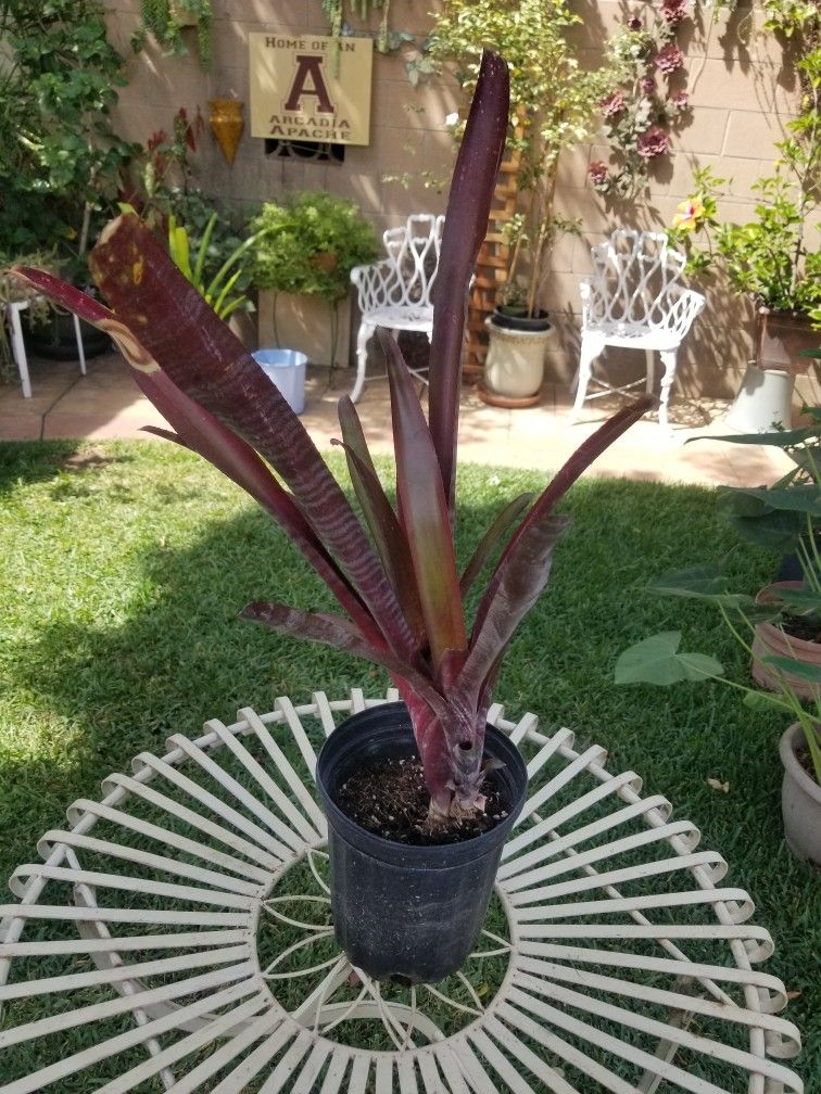 Potted Plant
