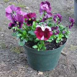 Medium Pansy And Viola Planter With 3 Plants! Shades Of Purple, Mauve, White, And Wine! Dark Green Reusable Container! Just Water And Enjoy!