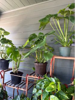 Tons of Houseplants/Indoor Plants for $18 each except for Monstera’s