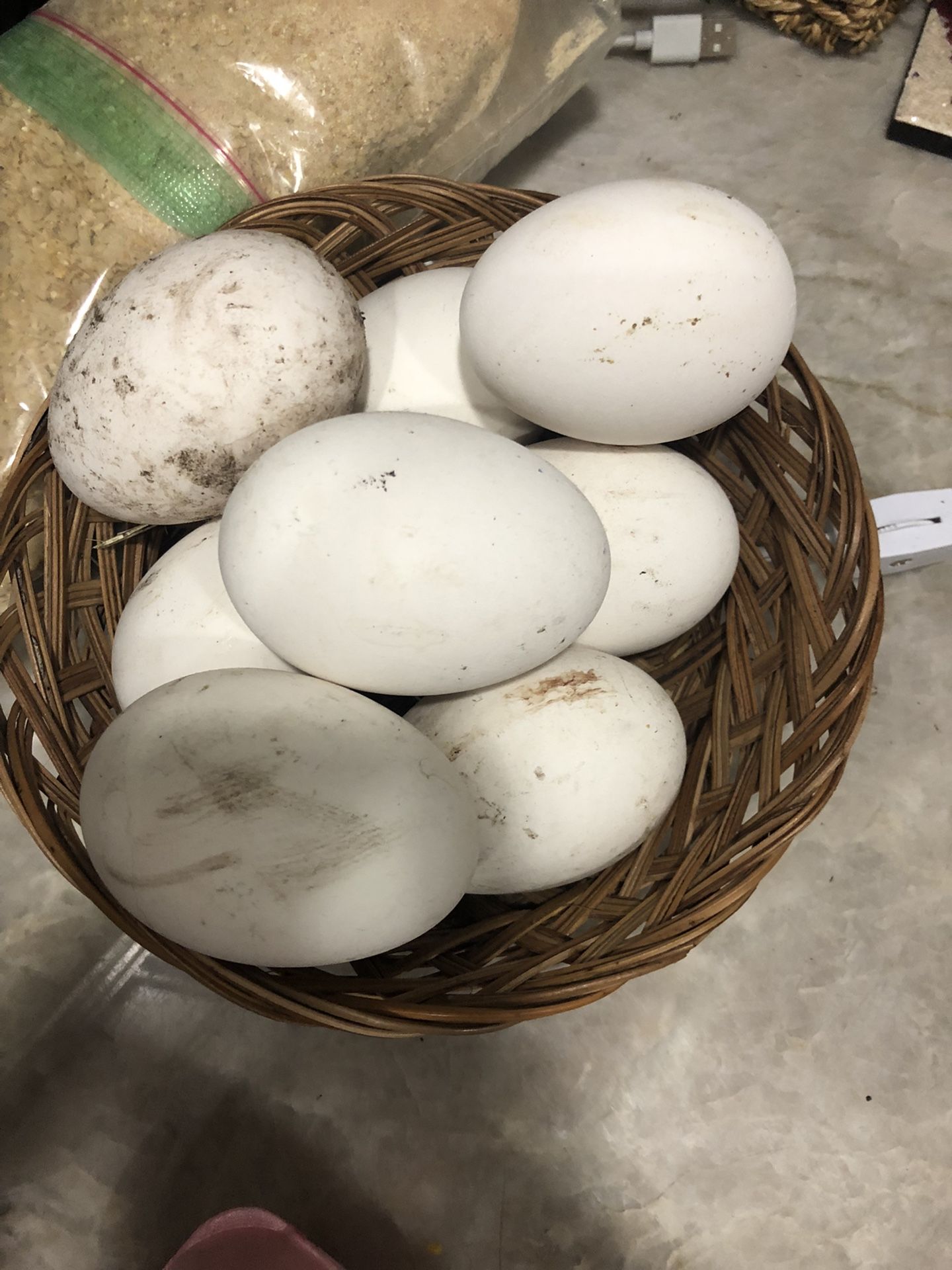 Fertilized embden geese Eggs