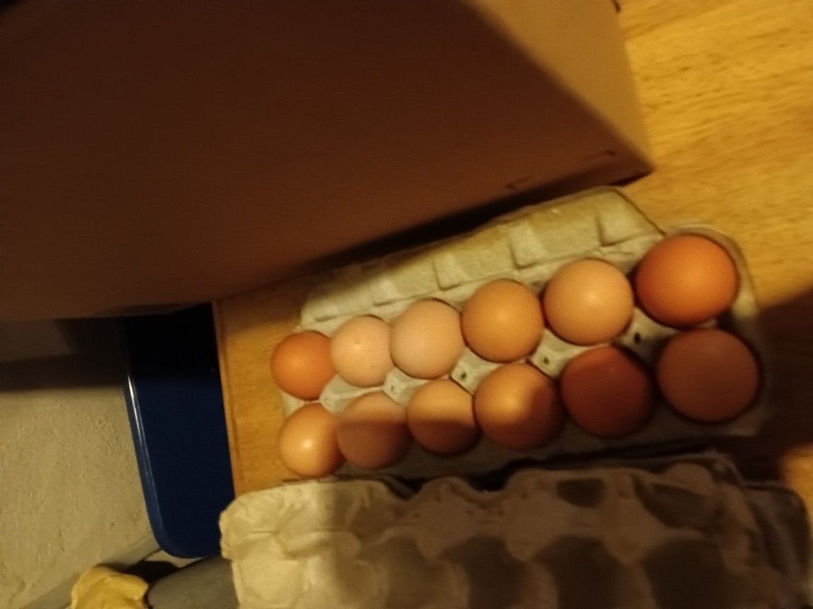 Fresh Farm Eggs