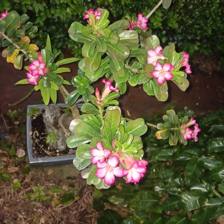 Desert Rose Bonsai Very Old