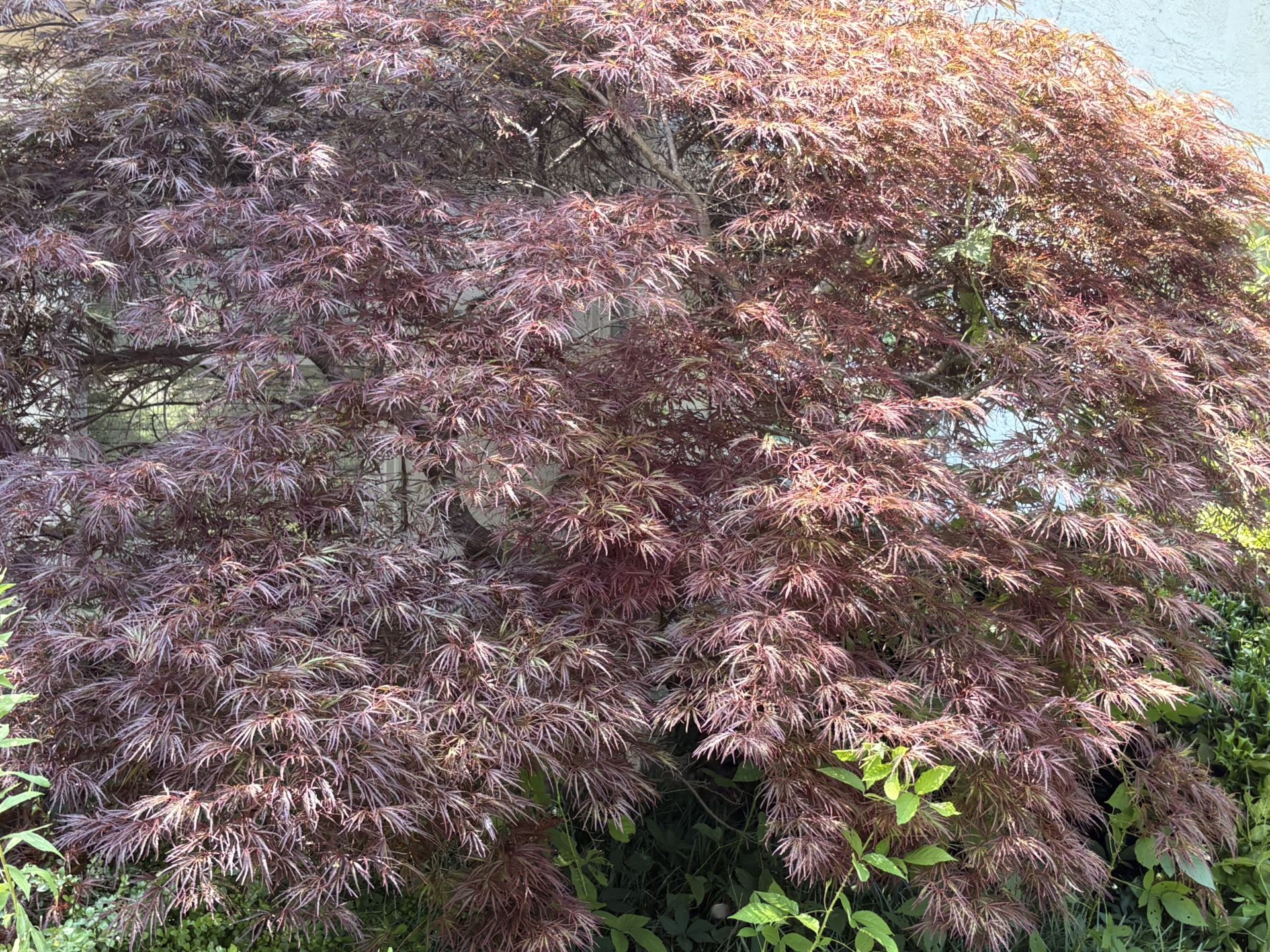 Crimson Queen Japanese Maple Tree 9.5ft (price negotiable, delivery available)