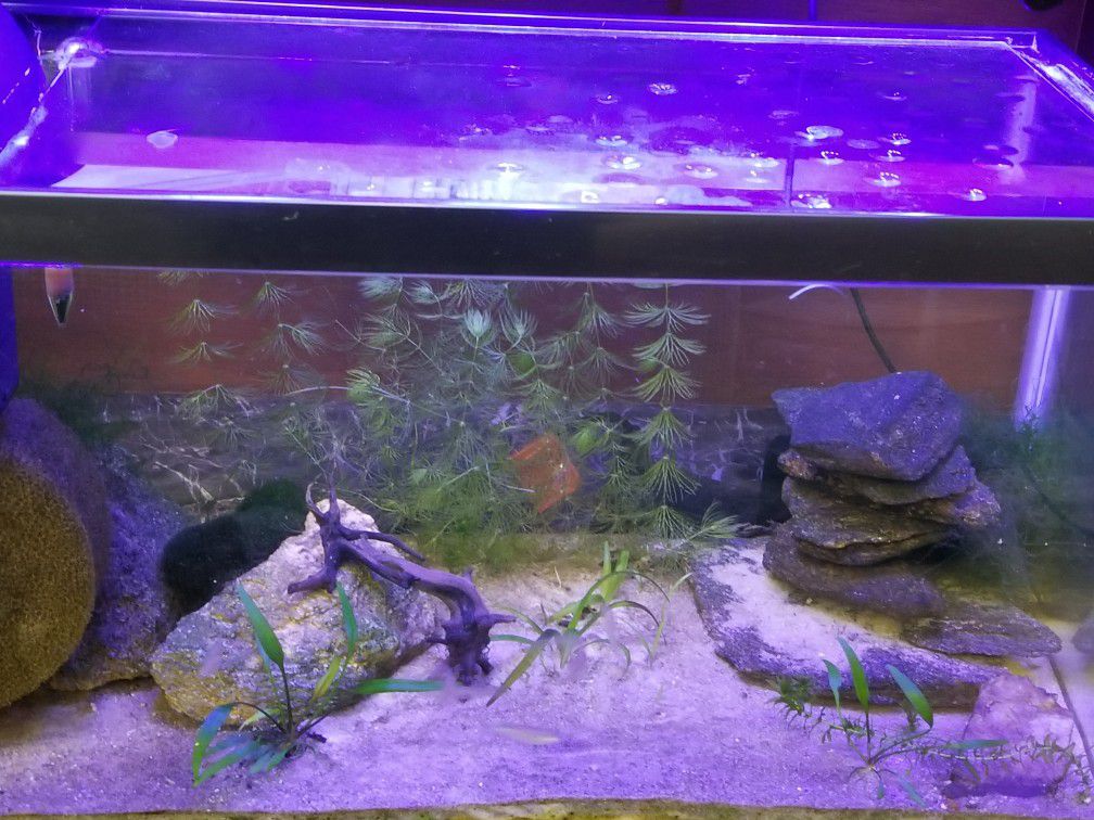 10 Gallon Aquarium - whole setup