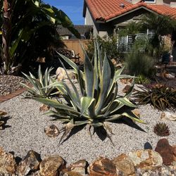 Agave Plant - Large