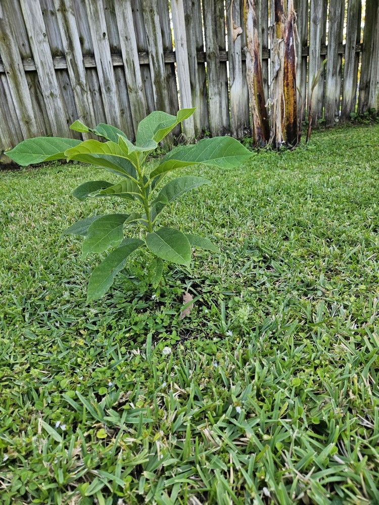 Avocado Plant