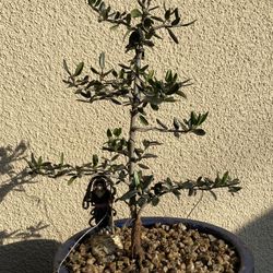 Olive Bonsai Plants $40 Each
