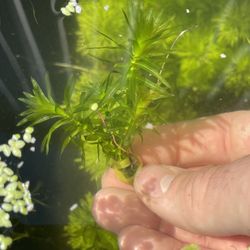 Aquarium Plants