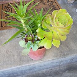 Succulent 