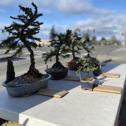 Fathers Day  Bonsai Tree Tent Sale - Saturday only - Federal Way