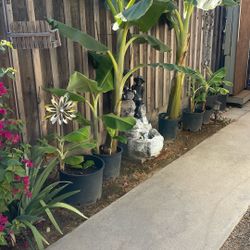 Dwarf Banana Plants 